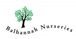 BALHANNAH LOGO Black tree