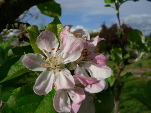 Yarlington Mill fullbloom02